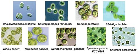 Mangrove algae as sustainable microbial cell factory for cellulosic ...