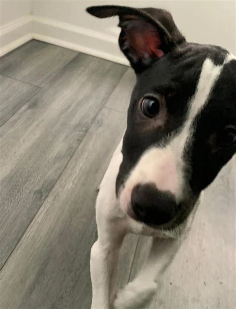 Dog for adoption - Duke - coming to Maine!, a Mixed Breed in ...