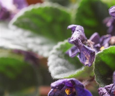 Why are my African violet leaves drooping: 5 common causes | Homes and Gardens
