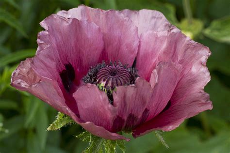 How to Grow and Care for Oriental Poppy