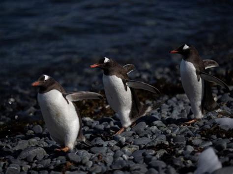 Pictures Show How Climate Change Is Decimating the Chinstrap Penguins ...