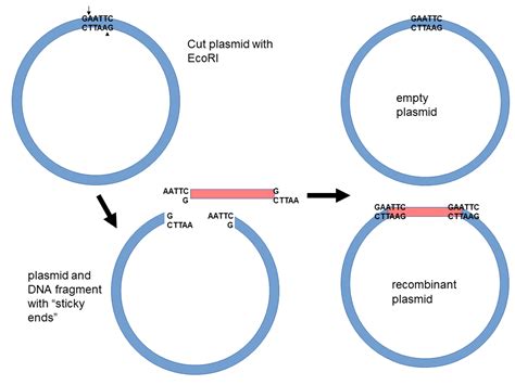 Recombinant DNA Technology Class 12 的图像结果