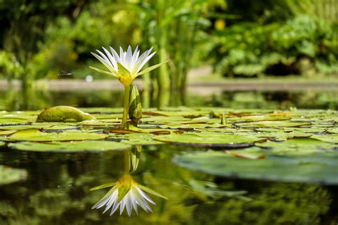 4896x3264 Flower, Lily Pad, Nature, Reflection, Water Lily, White ...