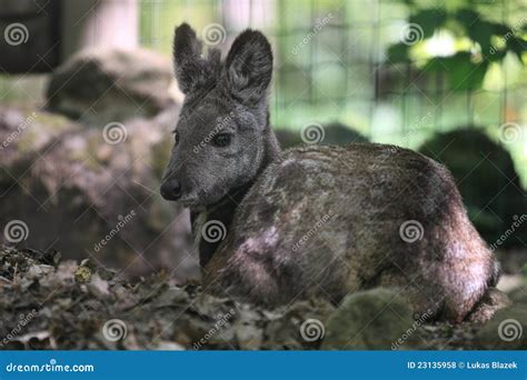 Siberian musk deer stock photo. Image of lying, siberian - 23135958