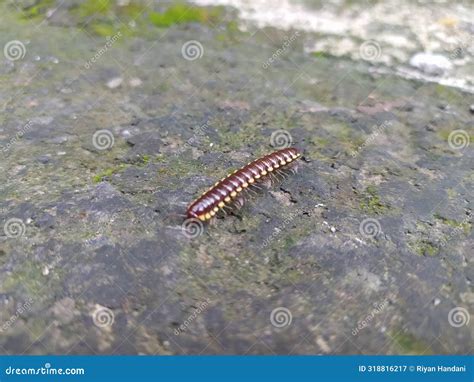 Millipede stock image. Image of panorama, natural, diplopoda - 318816217