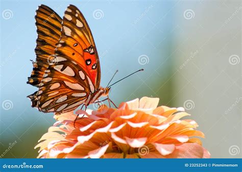 Agraulis Vanillae, Gulf Fritillary Butterfly Stock Image - Image of light, colorful: 23252343