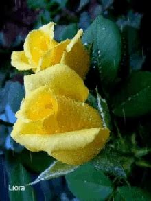 Image result for Tulips Flower Using Python