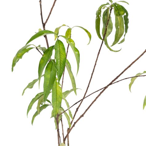 Peach (Grafted)- Fruit Plants & Tree– Exotic Flora