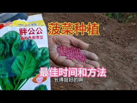 秋季用这种方法种菠菜，3天出苗一个月采收，产量高又不生病虫害 - YouTube