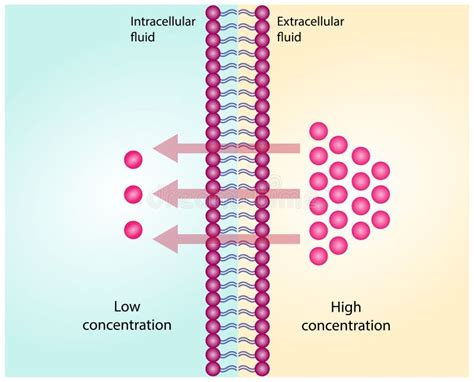 Image result for Simple Diffusion Cell Membrane