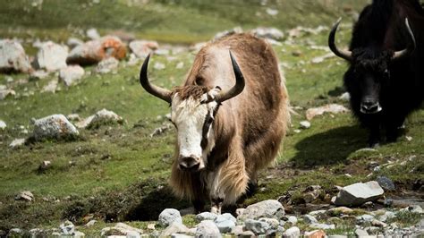 Senior-Friendly Kailash Yatra Tips | Travel Worry-Free with Pikme ...