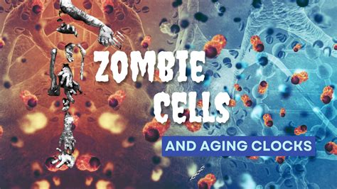 Zombie-Cells-and-Aging-02 - Healthspan Action