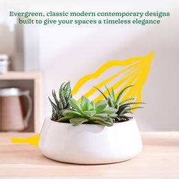 Tulip Fantasy Flat Ceramic Planter – Ugaoo