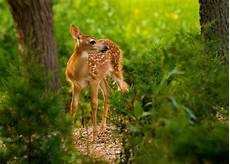 Nature Animals Wallpaper Hd by Nature Animals Deer Mammals Wallpapers Hd Desktop And Nature Animals Wallpaper Hd