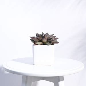 UGAOO Square White Ceramic Small Pot Plant Container Set Price in India ...