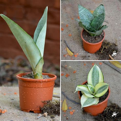 Assorted Air Purifier Indoor Sansevieria Plants – EVERGREENESS INDIA
