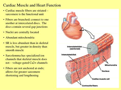 Picture Of Cardiac Muscle