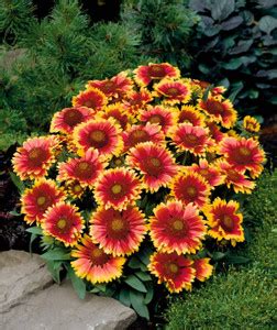 WATIKA Gaillardia Arizona Sun Seed Price in India - Buy WATIKA ...