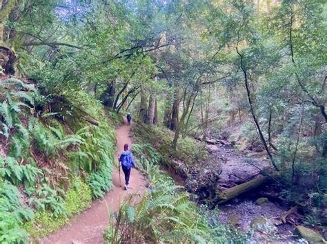 Waterfall Hike on the Cataract Trail at Mt Tamalpais in Marin, Mount ...