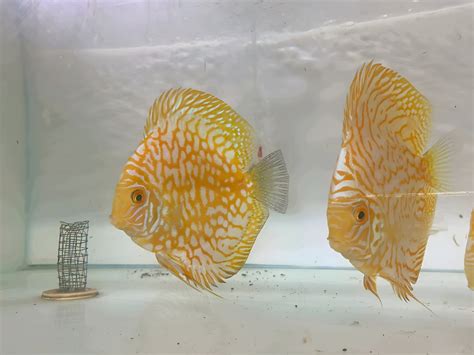 Yellow Checkerboard Discus 的图像结果