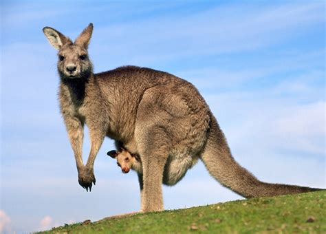 kangarooskangaroos是什么意思2022已更新今日图集