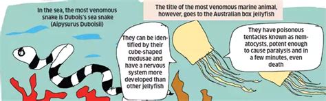 Venom and stings: The most venomous marine animal is a jellyfish — and ...