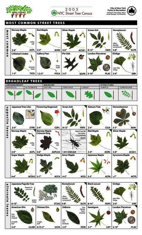 Image result for Tree Identification Guide With