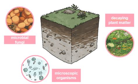 Earthworms - External features, diet, reproduction - Teaching Wiki