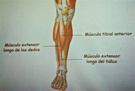 Los músculos de la pierna tienen sus orígenes en la tibia y la fíbula y ...