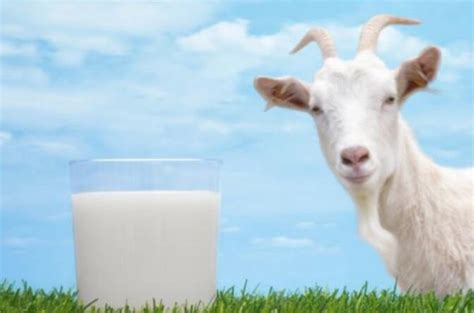行业新闻 - 羊奶粉_羊初乳中老年羊奶粉招商加盟代理-羊品优控股有限公司