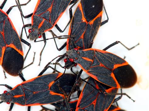 Get Rid of Those Boxelder Bugs!
