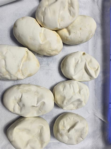 Image result for Ball Python Reproduction