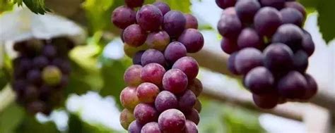 葡萄种植方法与技术管理 - 致富热