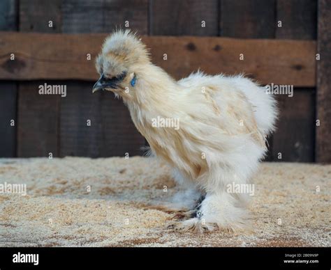 Amazing fluffy chickens. Breed Chinese silk, very unusual birds Stock ...