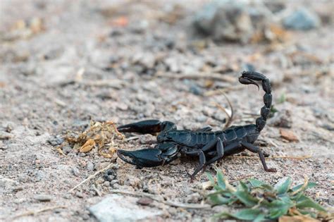 10 Fascinating Facts About Scorpions