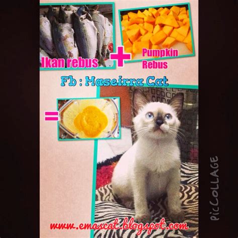 Menghadapi Masalah Kucing yang Teruk Mengalami Cirit Birit