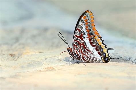 How Many Legs To Butterflies Have at Mildred Fulcher blog