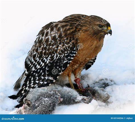 Prey Of Red Shouldered Hawk