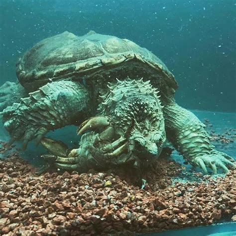 Snapping Turtle Hunting 的图像结果