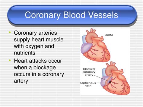 Skeletal System Functions 的图像结果