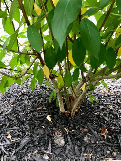 6 Reasons Your Hydrangea Leaves Are Turning Yellow And How To Fix It