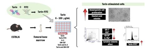 Taro Lectin Can Act as a Cytokine-Mimetic Compound, Stimulating Myeloid ...