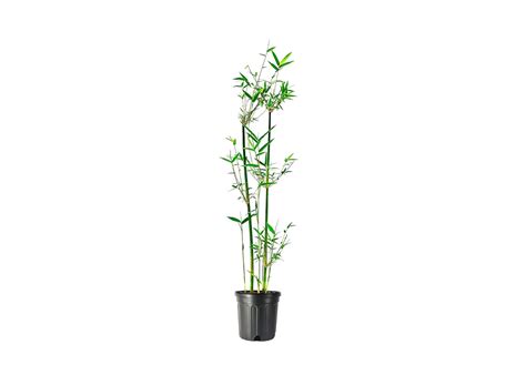 Bambusa Multiplex - Green Hedge Clumping Bamboo Plant - One Gallon Size ...