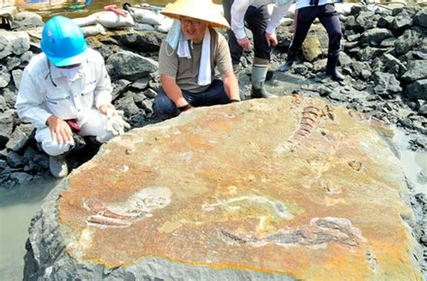Rätselhaftes Fossil eines Meeressäugers in Gifu gefunden