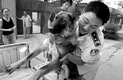 中国常见的十大城市禁养犬，中华田园犬我怎么也没想到会上榜！|狗狗|犬种|攻击性_新浪新闻
