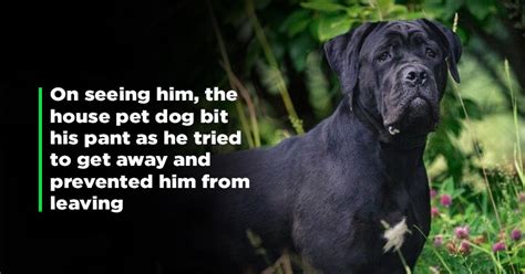Pet Dog Turns Saviour For Family By Helping Trace A Rapist Who Is Now ...