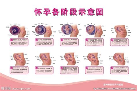 怀孕肚子变化过程图 (44)_有来医生