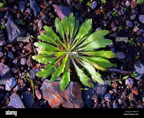 horseweed, Canadian fleabane (Conyza canadensis, Erigeron canadensis), leaf rosette in Spring ...