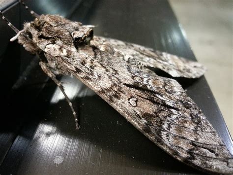 Image result for Large Moth