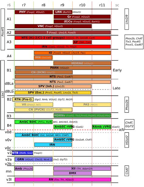 Molecular Organization and Patterning of the Medulla Oblongata in ...